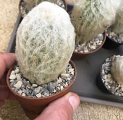 Peruvian old man cactus - espostoa lanata plant 