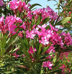 50 Pink Oleander seeds