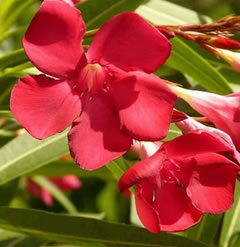 50 Red Oleander seeds