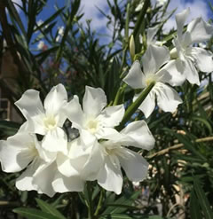 50 White Oleander seeds