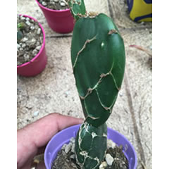 Opuntia reticulata opuntia cobra zebrina