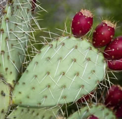 Opuntia vulgaris Cactus one prickly pear pad freshly cut