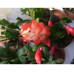 Rhipsalidopsis Schlumberga 3 orange christmas cactus cuttings