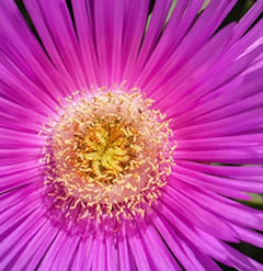 Carpobrotus acinaciformis mesembryanthemum pig face pink