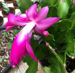 Rhipsalidopsis Schlumberga 3 pink christmas cactus cuttings