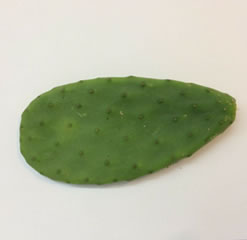 Opuntia ficus-indica Cactus one prickly pear pad