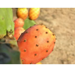 Mediterranean prickly pear cactus pad - opuntia ficus-indica grows Orange fruit