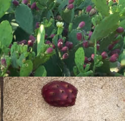 Mediterranean prickly pear cactus pad - opuntia ficus-indica grows Purple fruit