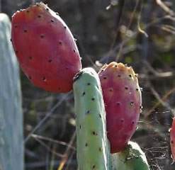 Mediterranean prickly pear cactus pad - opuntia ficus-indica grows Red fruit