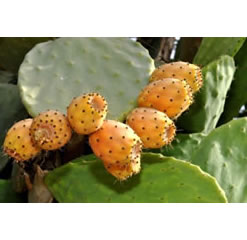 Mediterranean prickly pear cactus pad - opuntia ficus-indica grows Yellow fruit