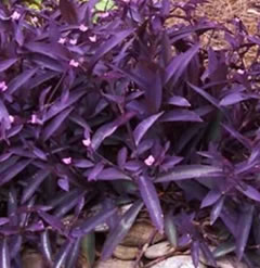 Tradescantia pallida purple heart one high quality cutting - wandering jew