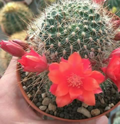 Rebutia albiareolata - red crown cactus