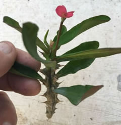 Euphorbia milii - redflower - one 5 inch cutting