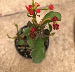 Euphorbia milii - red  flower - plant