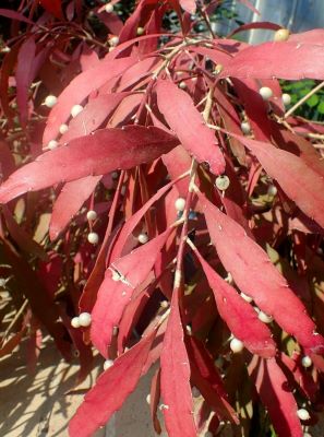 Pseudorhipsalis ramulosa red rhipsalis -red mistletoe cactus 20 fresh seeds