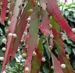 Pseudorhipsalis ramulosa red rhipsalis red mistletoe cactus