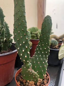 Opuntia rubescens known as  Road Kill Cactus shipped in a 6.5cm pot