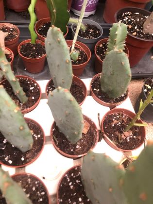 Rooted Prickly Pear Pad - shipped in a pot - opuntia ficus-indica