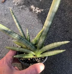 Sansevieria cylindrica shipped in a 9cm pot