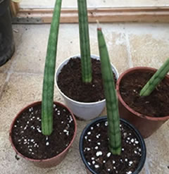 Sansevieria cylindrica One rooted plant approx 5 inches tall 6.5cm pot