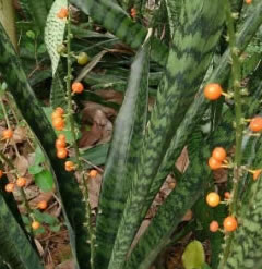 Sansevieria trifasciata - snake plant three x 6 inch cuttings