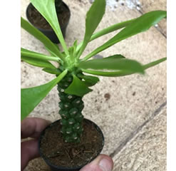 Euphorbia Guentheri  sausage spurge  Monadenium guentheri