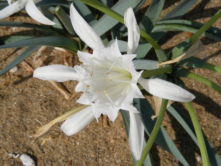 12 Sea Daffodil Seeds  Pancratium maritimum