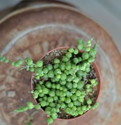 Senecio rowleyanus string of pearls one 5 inch cutting