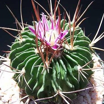 20 Stenocactus lamellosus seeds