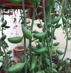 Senecio herreianus - string of beads - 6 inch cutting