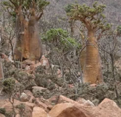 Adenium Thai Socotranum Aden rose of Socotran 5 Seeds