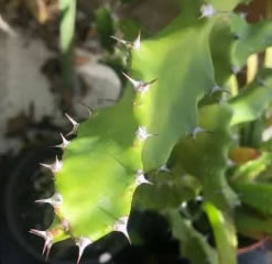 Euphorbia Tortilis Spiral Cactus Succulent Cutting