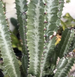 Euphorbia Trigona cutting