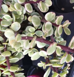 Portulacaria afra Variegated - elephant bush 1 quality cutting