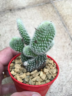 Opuntia microdasys var. albispina (white) also called Bunny Ears Cactus