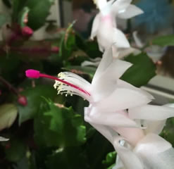 Rhipsalidopsis Schlumberga 3 white christmas cactus cuttings