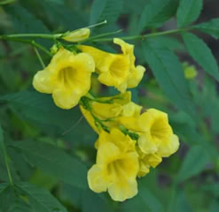 15 seeds Tecoma stans - yellow bells - beautiful flowering shrub