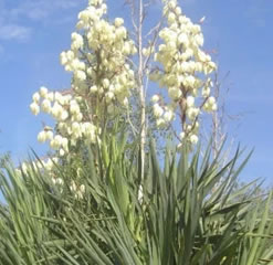 15 Yucca plant seeds yucca gloriosa fam: asparagaceae